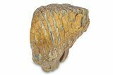 Fossil Woolly Mammoth Upper Molar - Siberia #292765-5